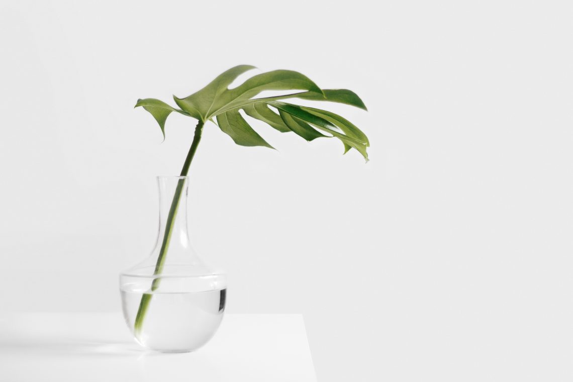 Leafe in glass vase